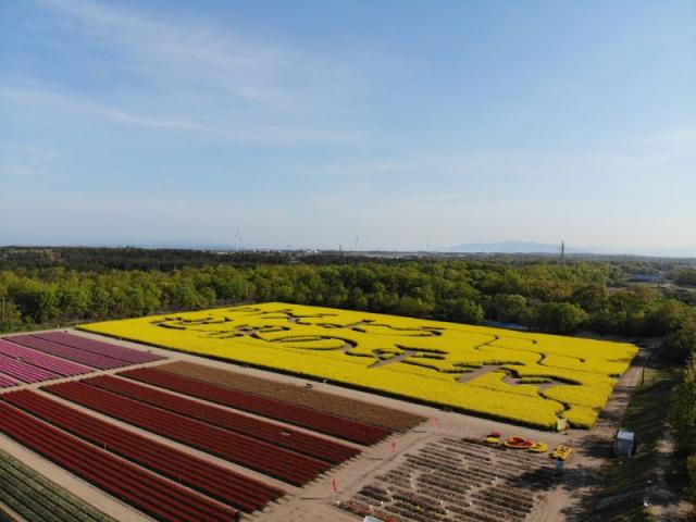 チューリップフェスティバル会場