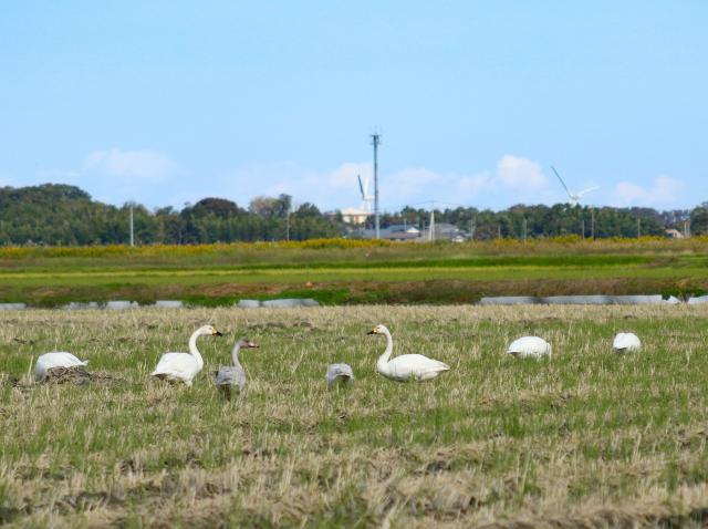 hakucho