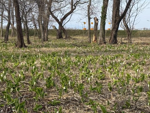 みずばしょうひき