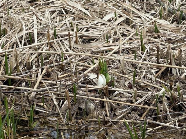 ミズバショウアップ