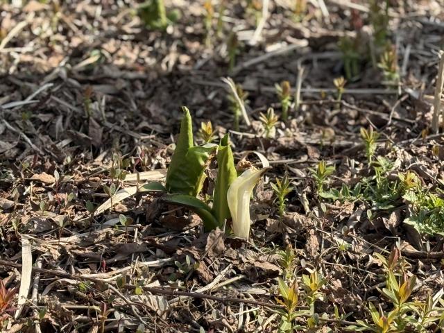 ミズバショウより