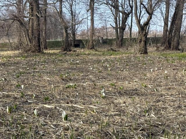 ミズバショウ引き