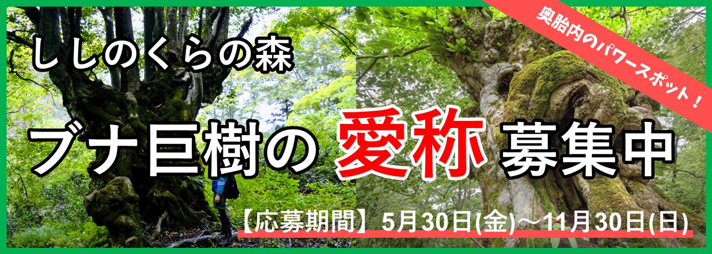 ブナ愛称募集