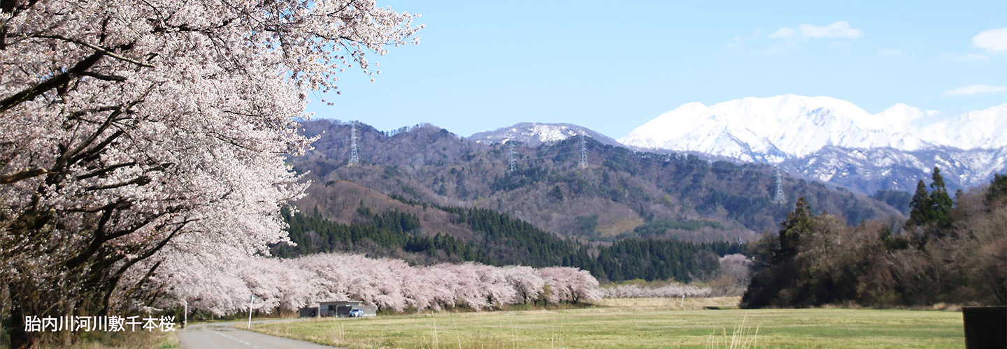 胎内川河川敷千本桜