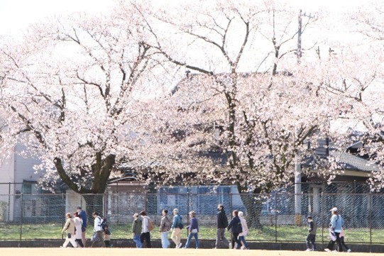 sakura2