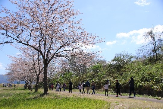 sakura3