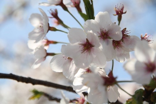 sakura4