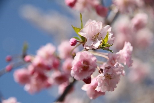 sakura5